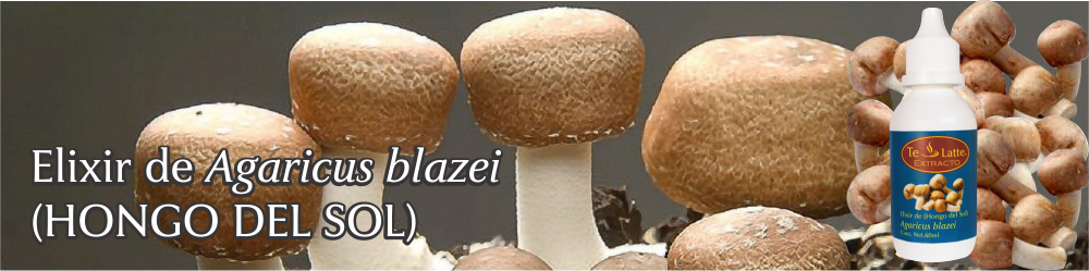Te Latte CaféElixir de Agaricus blazei (HONGO DEL SOL)